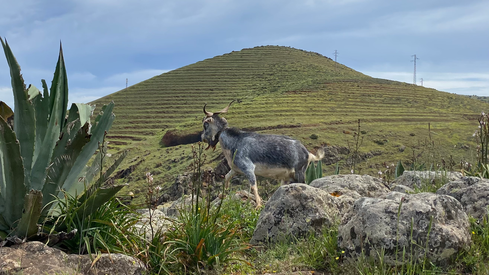 Teno Alto Gravel Bike Tour Tenerife 4 Bike Point Tenerife Bike Hire & Bike Rental